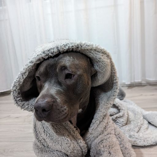 My grey dog, Kanan, in a nightgown.